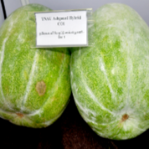 ASH gourd