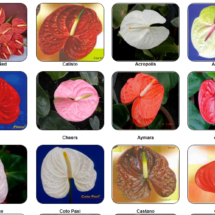Anthurium Plant