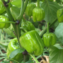 Capsicum