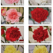 Carnation