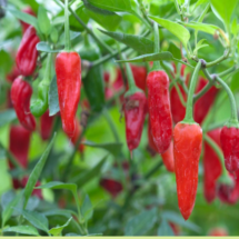 Chillies