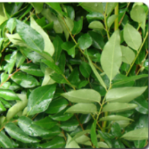 Curry Leaves