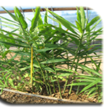Ginger Plant