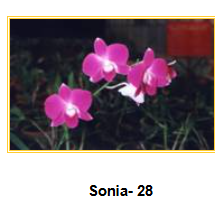 Orchid
