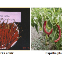 Paprika