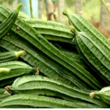 Ridge Gourd 1