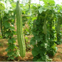 Ridge Gourd 2
