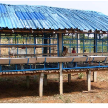 Sheep and Goat Rearing House