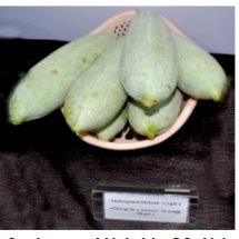 Snake gourd