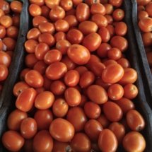 Tomato