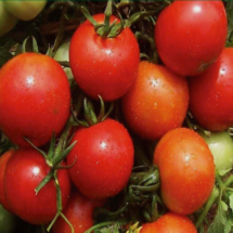Tomato