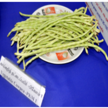 Vegetable Cow Pea